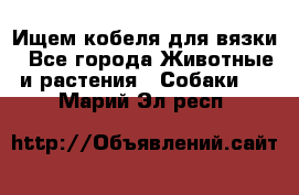 Ищем кобеля для вязки - Все города Животные и растения » Собаки   . Марий Эл респ.